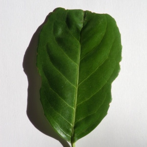 Photographie n°150051 du taxon Prunus laurocerasus L. [1753]