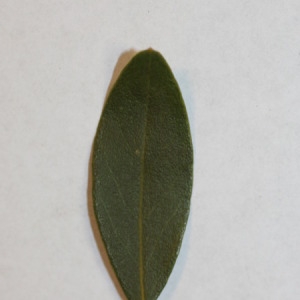 Photographie n°150056 du taxon Phillyrea angustifolia L. [1753]