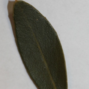 Photographie n°150058 du taxon Phillyrea angustifolia L. [1753]
