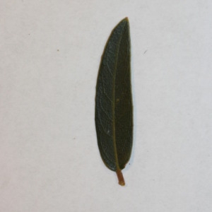 Photographie n°150059 du taxon Phillyrea angustifolia L. [1753]