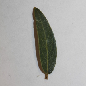 Photographie n°150061 du taxon Phillyrea angustifolia L. [1753]