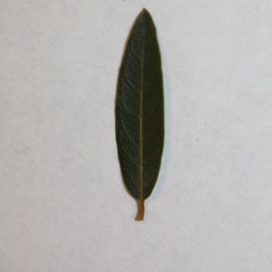 Photographie n°150062 du taxon Phillyrea angustifolia L. [1753]