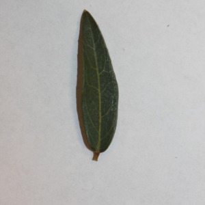 Photographie n°150064 du taxon Phillyrea angustifolia L. [1753]