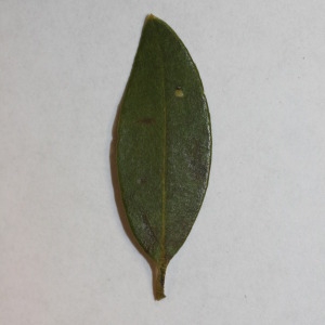 Photographie n°150065 du taxon Phillyrea angustifolia L. [1753]