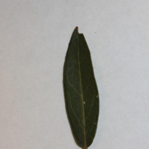 Photographie n°150067 du taxon Phillyrea angustifolia L. [1753]