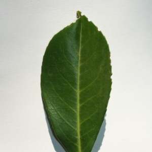 Photographie n°150071 du taxon Prunus laurocerasus L. [1753]