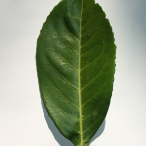 Photographie n°150075 du taxon Prunus laurocerasus L. [1753]