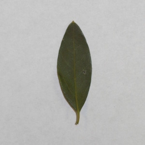 Photographie n°150077 du taxon Phillyrea angustifolia L. [1753]