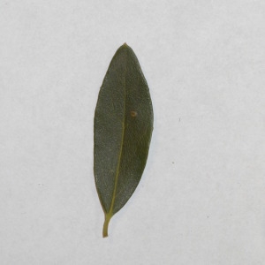 Photographie n°150079 du taxon Phillyrea angustifolia L. [1753]