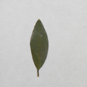 Photographie n°150080 du taxon Phillyrea angustifolia L. [1753]