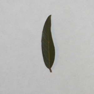 Photographie n°150081 du taxon Phillyrea angustifolia L. [1753]