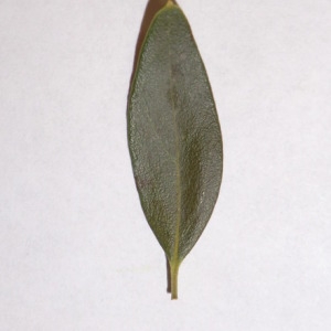 Photographie n°150082 du taxon Phillyrea angustifolia L. [1753]