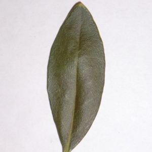 Photographie n°150083 du taxon Phillyrea angustifolia L. [1753]