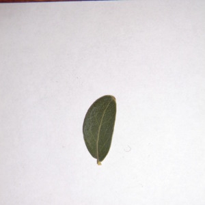 Photographie n°150084 du taxon Phillyrea angustifolia L. [1753]