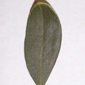 Photographie n°150085 du taxon Phillyrea angustifolia L. [1753]