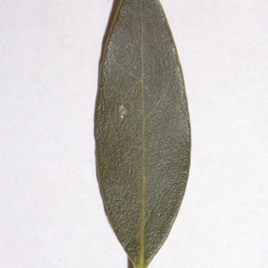 Photographie n°150086 du taxon Phillyrea angustifolia L. [1753]