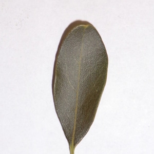 Photographie n°150088 du taxon Phillyrea angustifolia L. [1753]