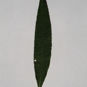 Photographie n°150104 du taxon Buddleja davidii Franch. [1887]
