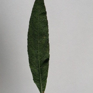 Photographie n°150116 du taxon Buddleja davidii Franch. [1887]