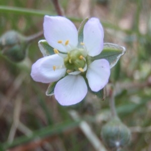 Photographie n°150344 du taxon Spergularia marginata (DC.) Kitt. [1844]