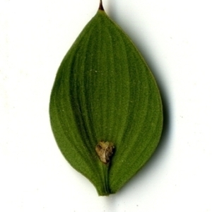 Photographie n°151239 du taxon Ruscus aculeatus L. [1753]