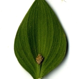 Photographie n°151243 du taxon Ruscus aculeatus L. [1753]