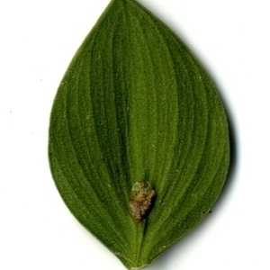 Photographie n°151244 du taxon Ruscus aculeatus L. [1753]