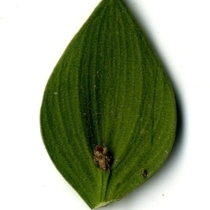 Photographie n°151245 du taxon Ruscus aculeatus L. [1753]