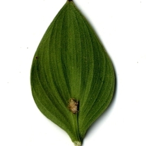 Photographie n°151247 du taxon Ruscus aculeatus L. [1753]