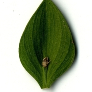 Photographie n°151249 du taxon Ruscus aculeatus L. [1753]
