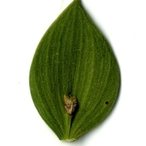 Photographie n°151250 du taxon Ruscus aculeatus L. [1753]