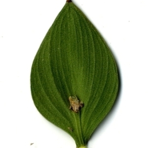 Photographie n°151251 du taxon Ruscus aculeatus L. [1753]