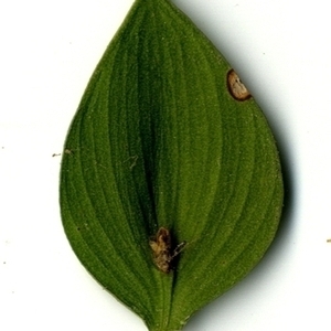 Photographie n°151252 du taxon Ruscus aculeatus L. [1753]