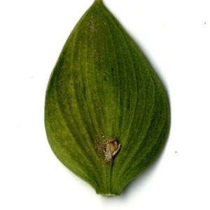 Photographie n°151253 du taxon Ruscus aculeatus L. [1753]
