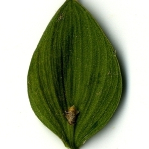 Photographie n°151254 du taxon Ruscus aculeatus L. [1753]