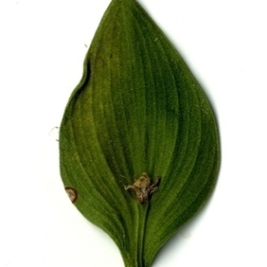 Photographie n°151256 du taxon Ruscus aculeatus L. [1753]