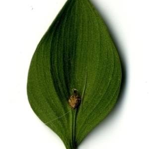 Photographie n°151257 du taxon Ruscus aculeatus L. [1753]