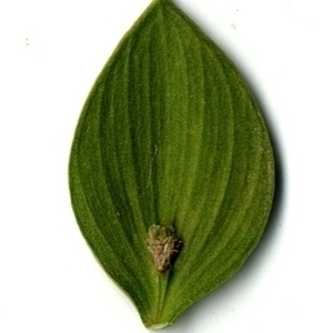 Photographie n°151258 du taxon Ruscus aculeatus L. [1753]