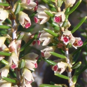 Ericodes scoparium (L.) Kuntze (Bruyère à balais)