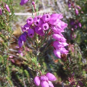 Photographie n°151385 du taxon Erica cinerea L. [1753]