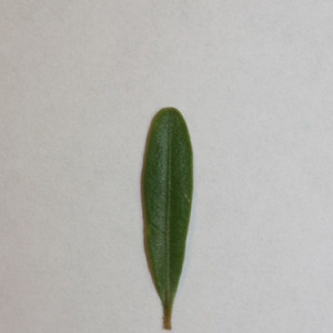 Photographie n°151547 du taxon Buxus sempervirens L. [1753]