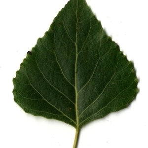 Photographie n°151718 du taxon Populus nigra L. [1753]