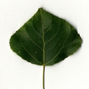 Photographie n°151719 du taxon Populus nigra L. [1753]