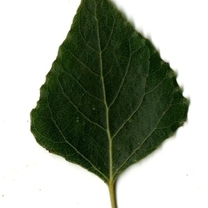 Photographie n°151720 du taxon Populus nigra L. [1753]