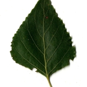 Photographie n°151722 du taxon Populus nigra L. [1753]