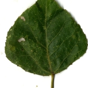 Photographie n°151723 du taxon Populus nigra L. [1753]