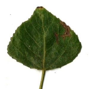 Photographie n°151743 du taxon Populus nigra L. [1753]