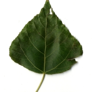 Photographie n°151755 du taxon Populus nigra L. [1753]