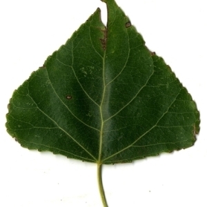 Photographie n°151756 du taxon Populus nigra L. [1753]