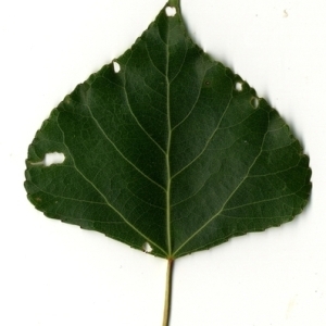 Photographie n°151767 du taxon Populus nigra L. [1753]